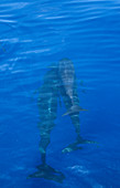 Long-finned pilot whales