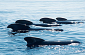Long-finned pilot whales' fins