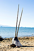 Double-tusked narwhal head on beach