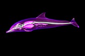 Dolphin skeleton,3D MRI scan