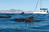 Short-finned pilot whales