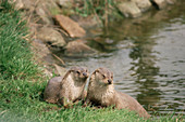 European otters
