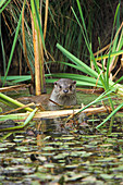 European otter