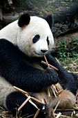 Giant panda