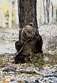 View of a brown bear gnawing on a branch