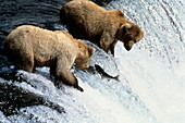 Grizzly bears fishing
