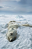 Dead polar bear,Canada