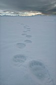 Polar bear tracks,Canada
