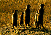 Meerkat family