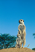 Meerkats