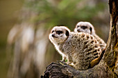 Slender-tailed meerkats