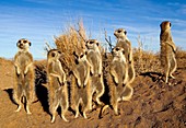 Meerkats