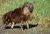 Brown hyena