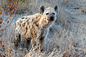 Spotted hyena