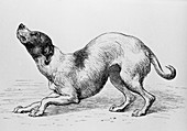 Engraving of a humble or affectionate dog