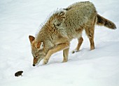 Coyote hunting