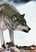 Grey wolf with a kill