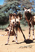 African hunting dogs