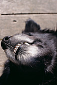 Dog's muzzle