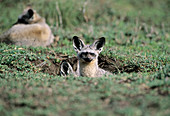 Bat-eared foxes