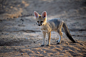 Cape fox pup