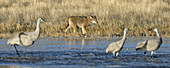 Coyote hunting sandhill cranes