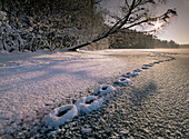 Fox tracks in snow