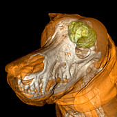 Dog,3D MRI scan