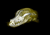 Wolf,3D MRI scan