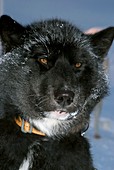 Greenlandic sledge dog