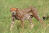 Cheetah (Acinonyx jubatus) walking in grassland