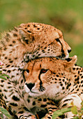Cheetahs (Acinonyx jubatus) resting head on head