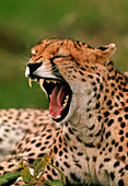 Cheetah (Acinonyx jubatus) yawning showing teeth