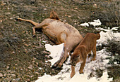 Mountain lion with a kill