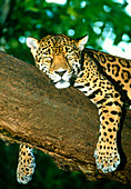 Jaguar sleeping in a tree