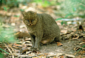 Jaguarundi (Felis yagouaroundi) on forest floor