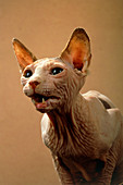 Sphinx cat (Felis catus)