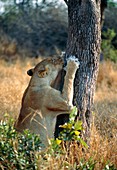 Lioness sharpening claws