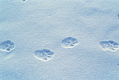 Lynx paw prints