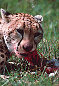Feeding cheetah