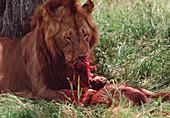 Male lion feeding