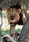 Male lion feeding