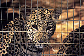 Caged leopard
