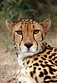 King cheetah