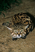 Black-footed cat