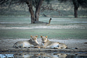 Lionesses resting