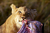 African lion cub feeding