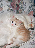 Domestic cat and kitten