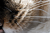 Cat whiskers