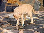 Domestic cat playing with a lizard